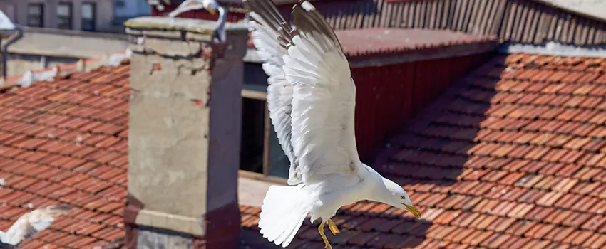 Residential Chimney Animal Removal Solution in North Bellmore, NY
